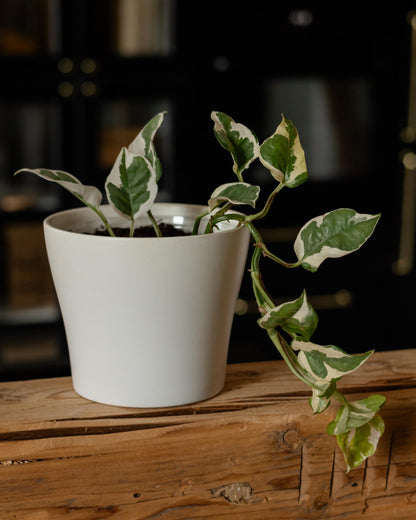 Efeutute Ableger im Topf