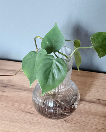 Hydrokultur Philodendron scandens
