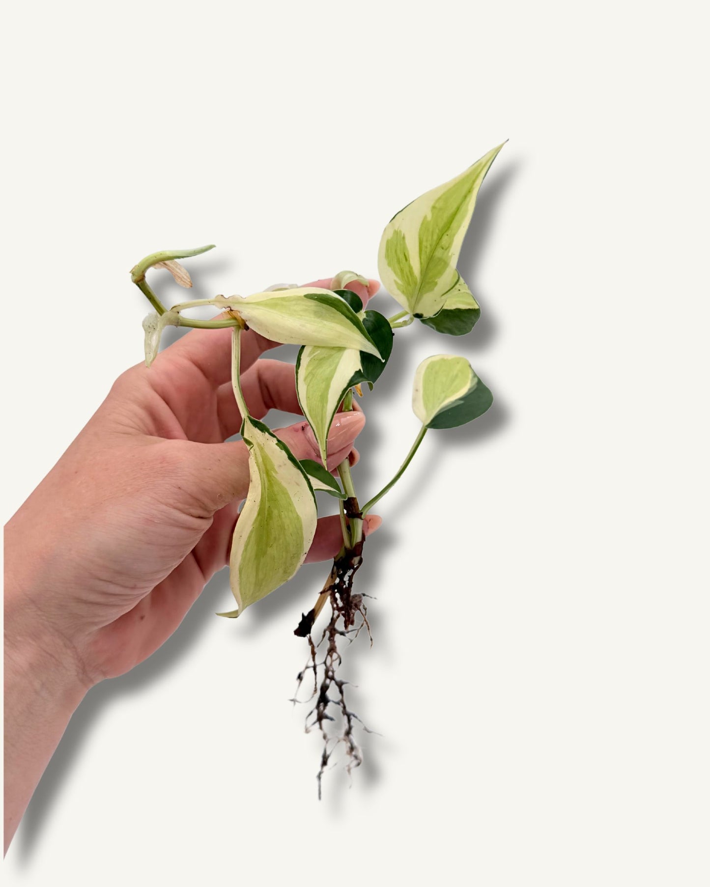 Philodendron Rio | bewurzelter Ableger