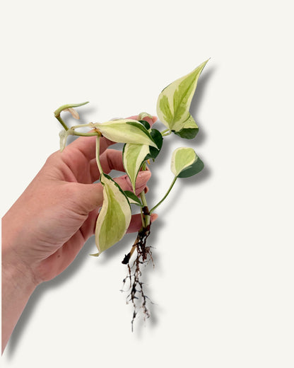 Philodendron Rio | bewurzelter Ableger