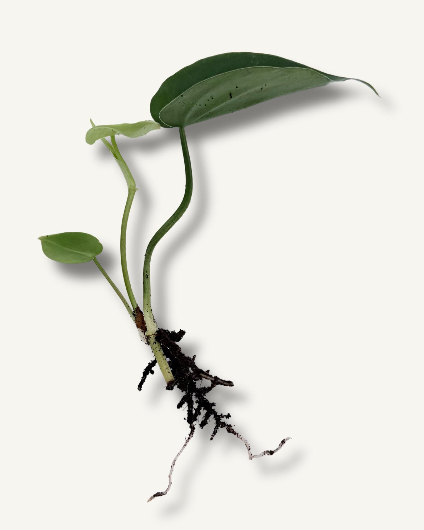 Philodendron scandens Ableger – Wurzeln 