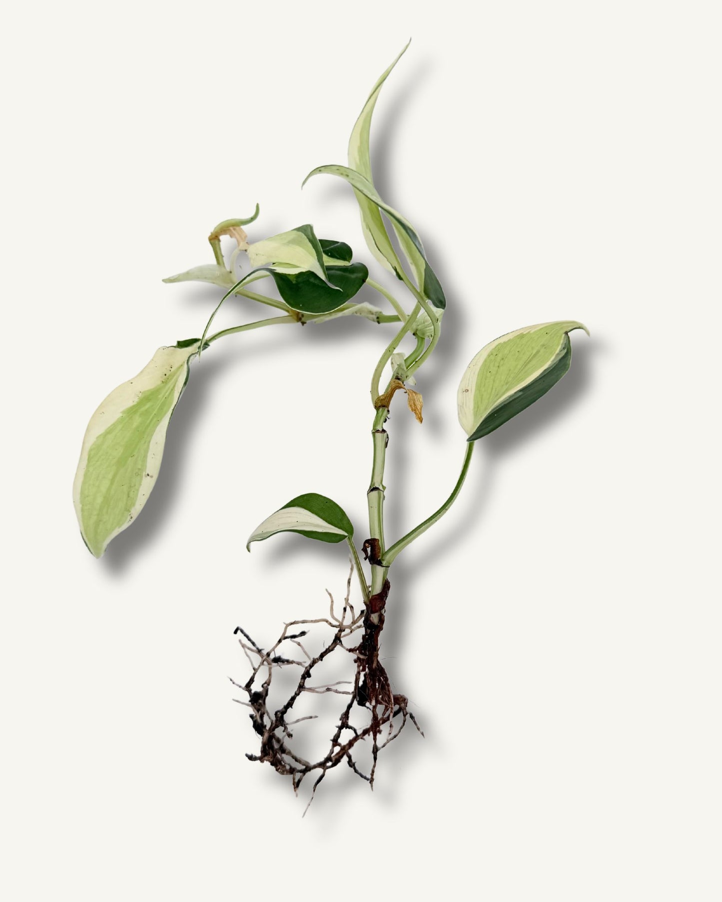 Philodendron Rio | bewurzelter Ableger