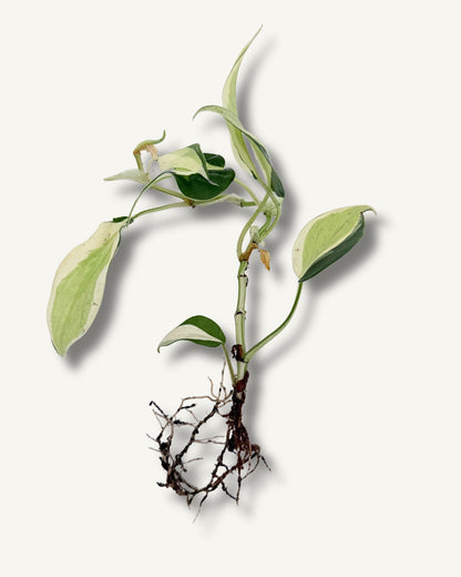 Philodendron Rio | bewurzelter Ableger
