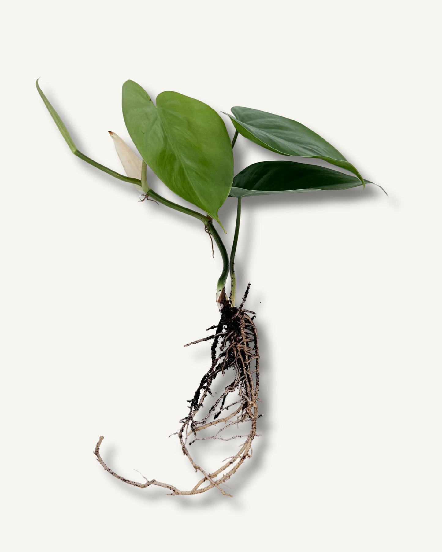 Philodendron scandens (Philodendron hederaceum) – bewurzelter Ableger