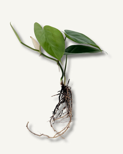 Philodendron scandens (Philodendron hederaceum) – bewurzelter Ableger