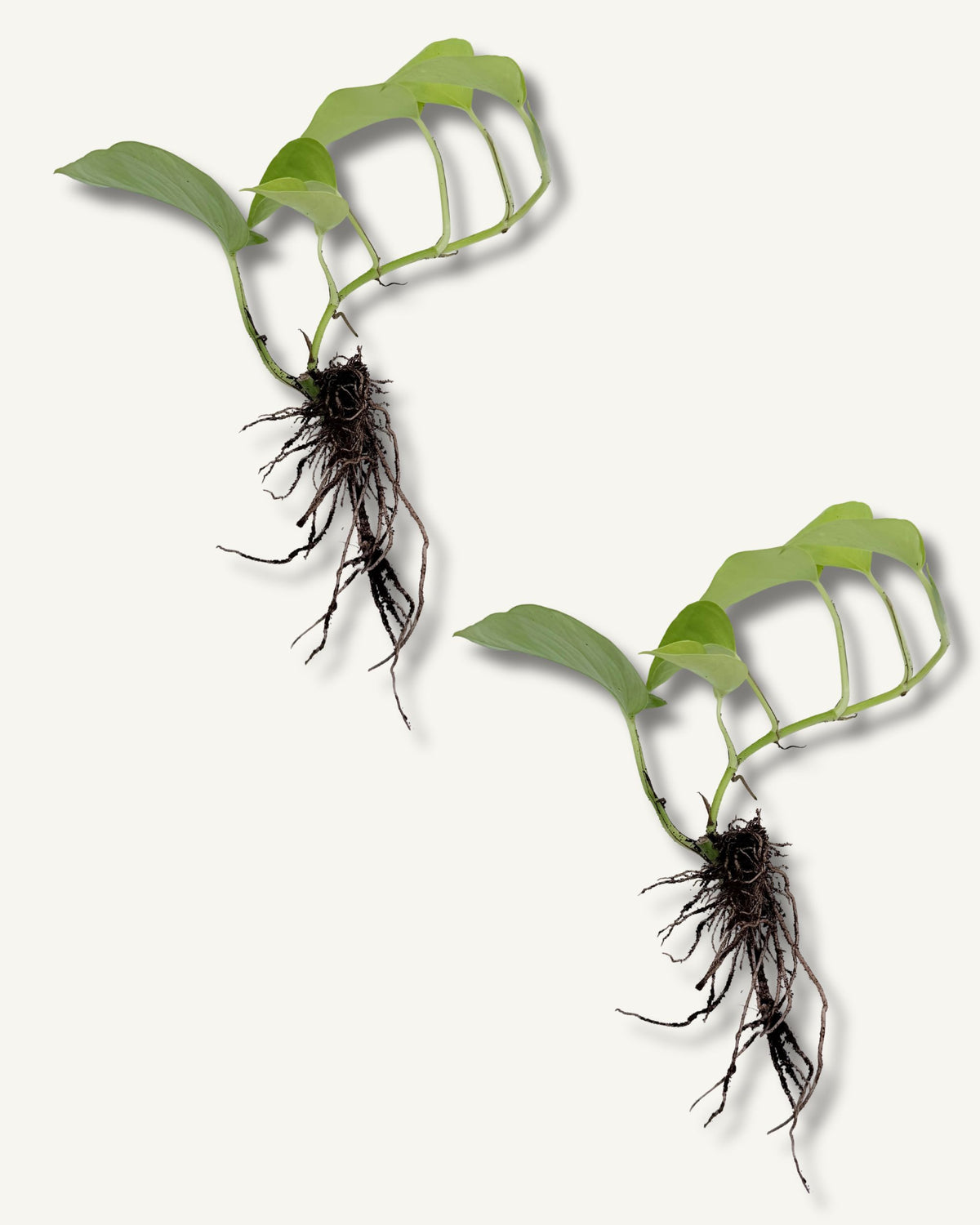 golden pothos ableger 2er set