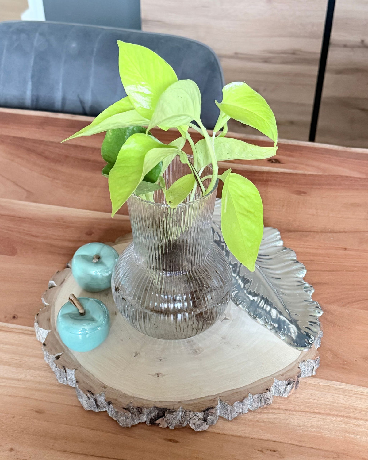 Hydrokultur golden pothos