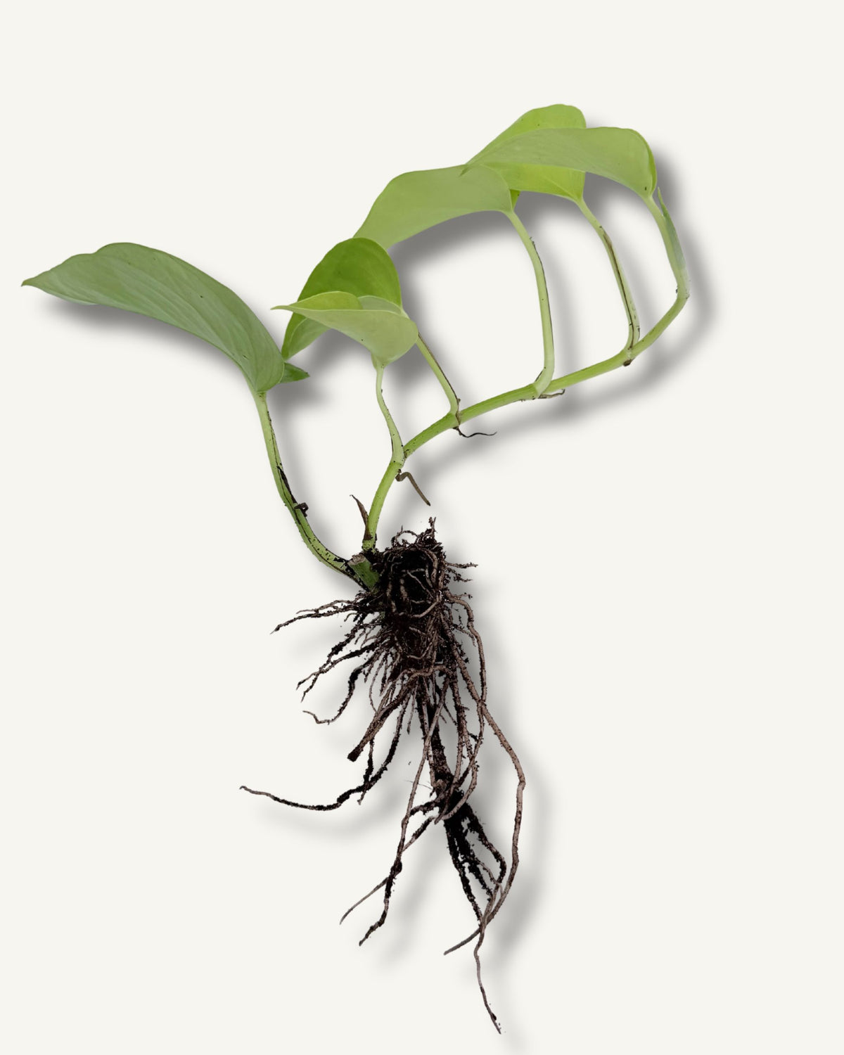 golden pothos ableger titelbild