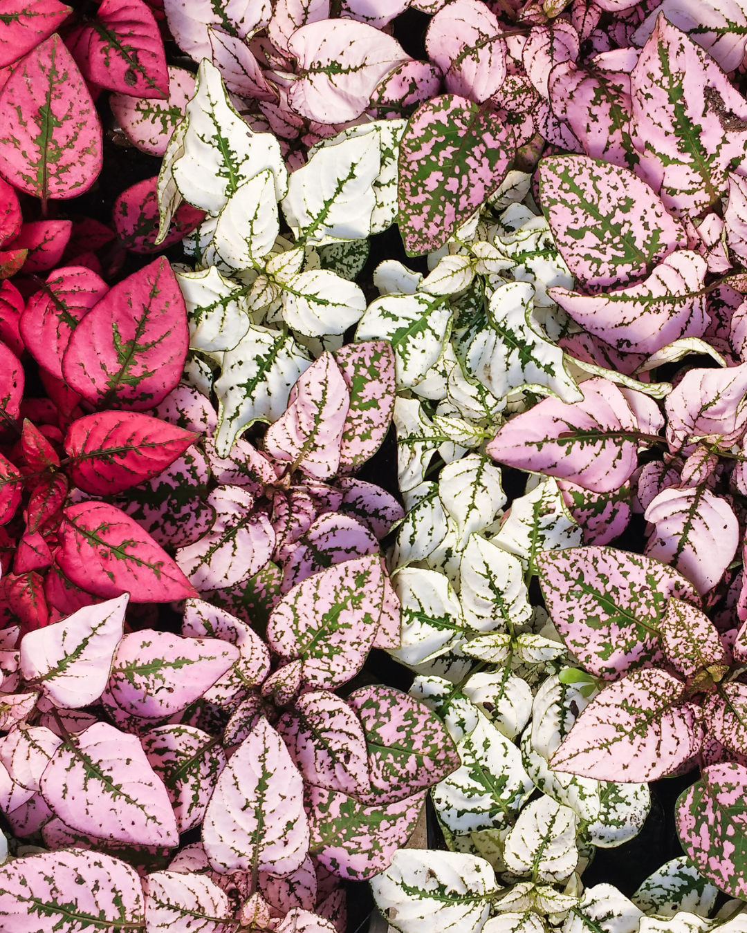 punktblumen 3er set rot,weiß und rosa nah aufnahme