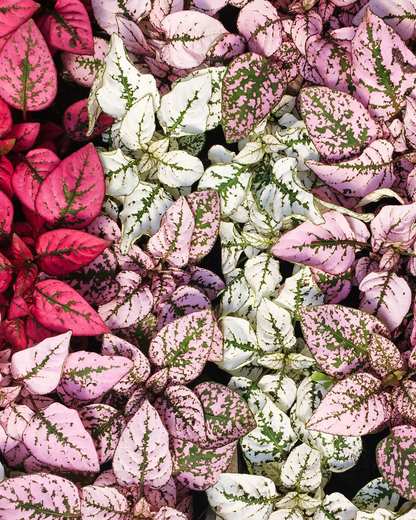 punktblumen 3er set rot,weiß und rosa nah aufnahme