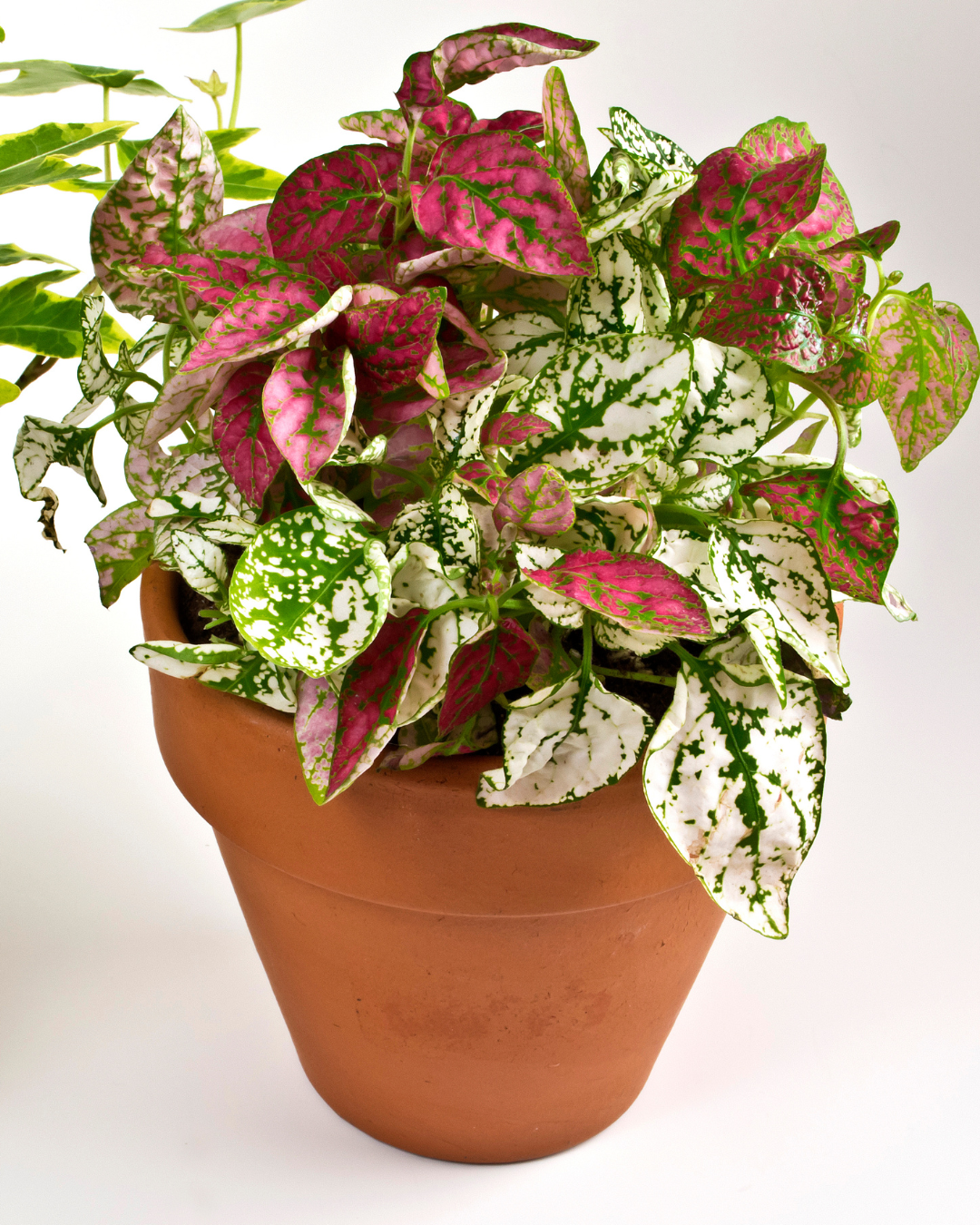 punktblumen 3er set rot,weiß und rosa hypoestes beispielbild