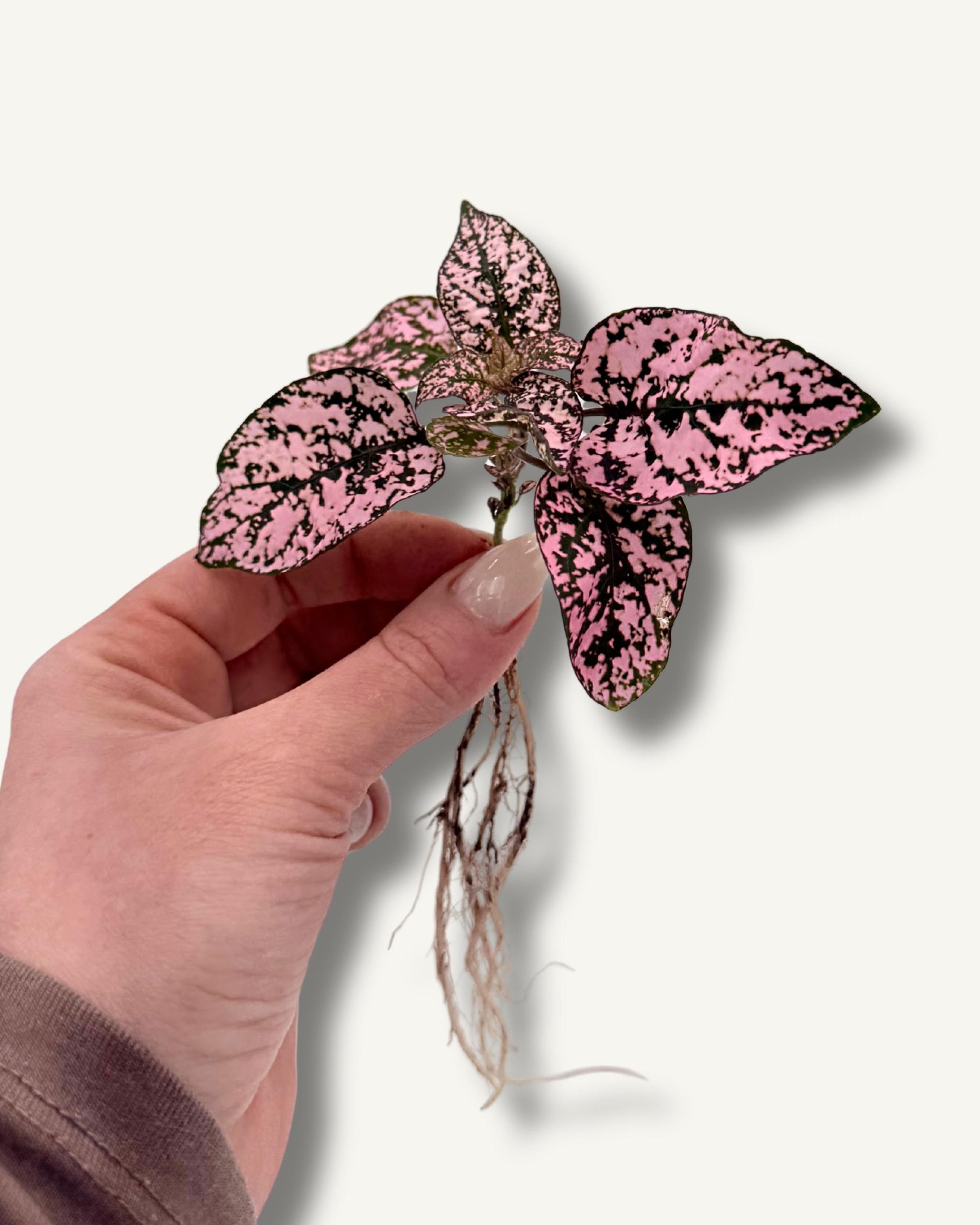 Punktblume hypoestes rosa ableger Größenverhältnis