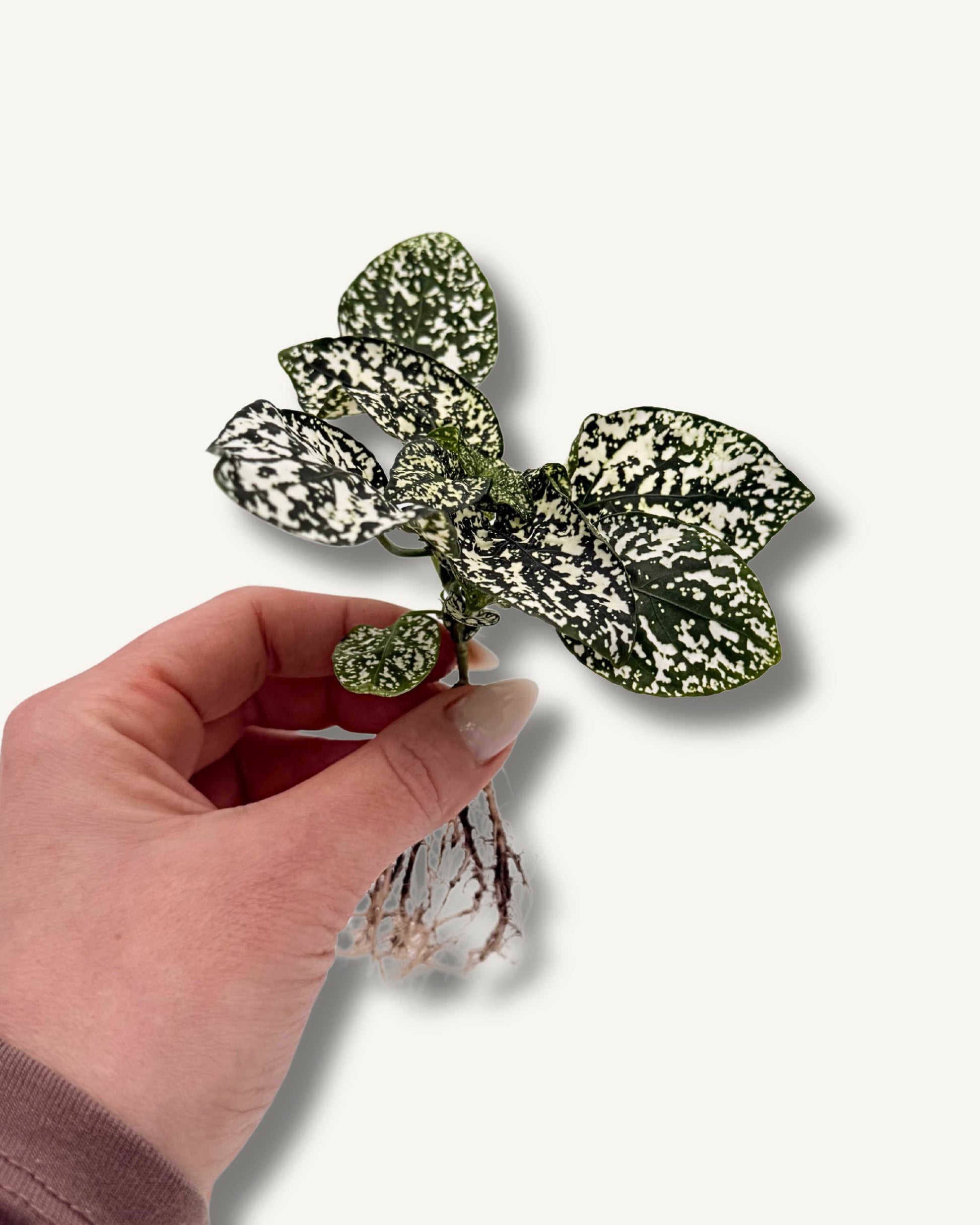 Punktblume hypoestes weiß Größenverhältnis ableger 