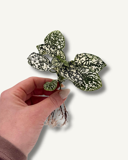 Punktblume hypoestes weiß Größenverhältnis ableger 