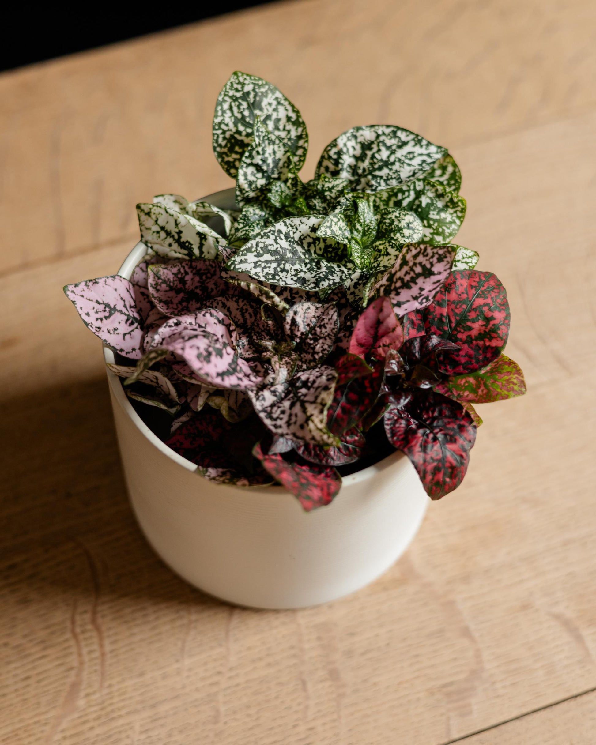 Unser Punktblumen Set