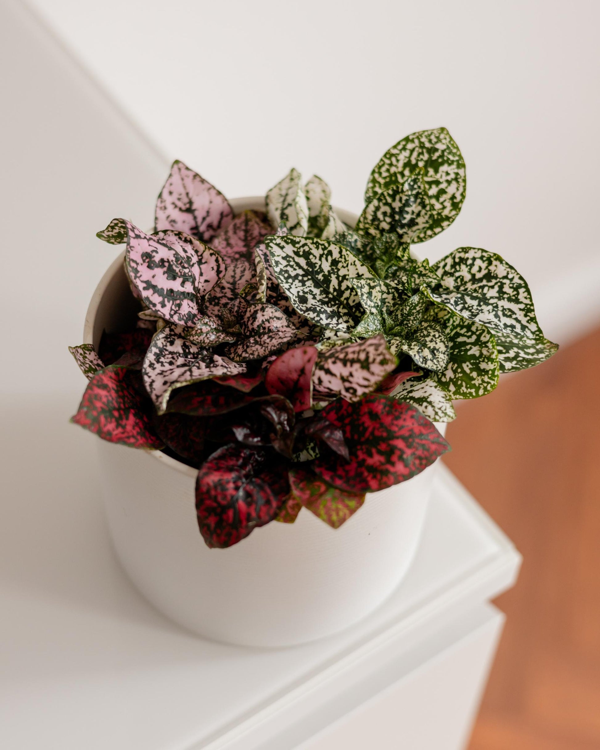 Unser Punktblumen Set 3 farben