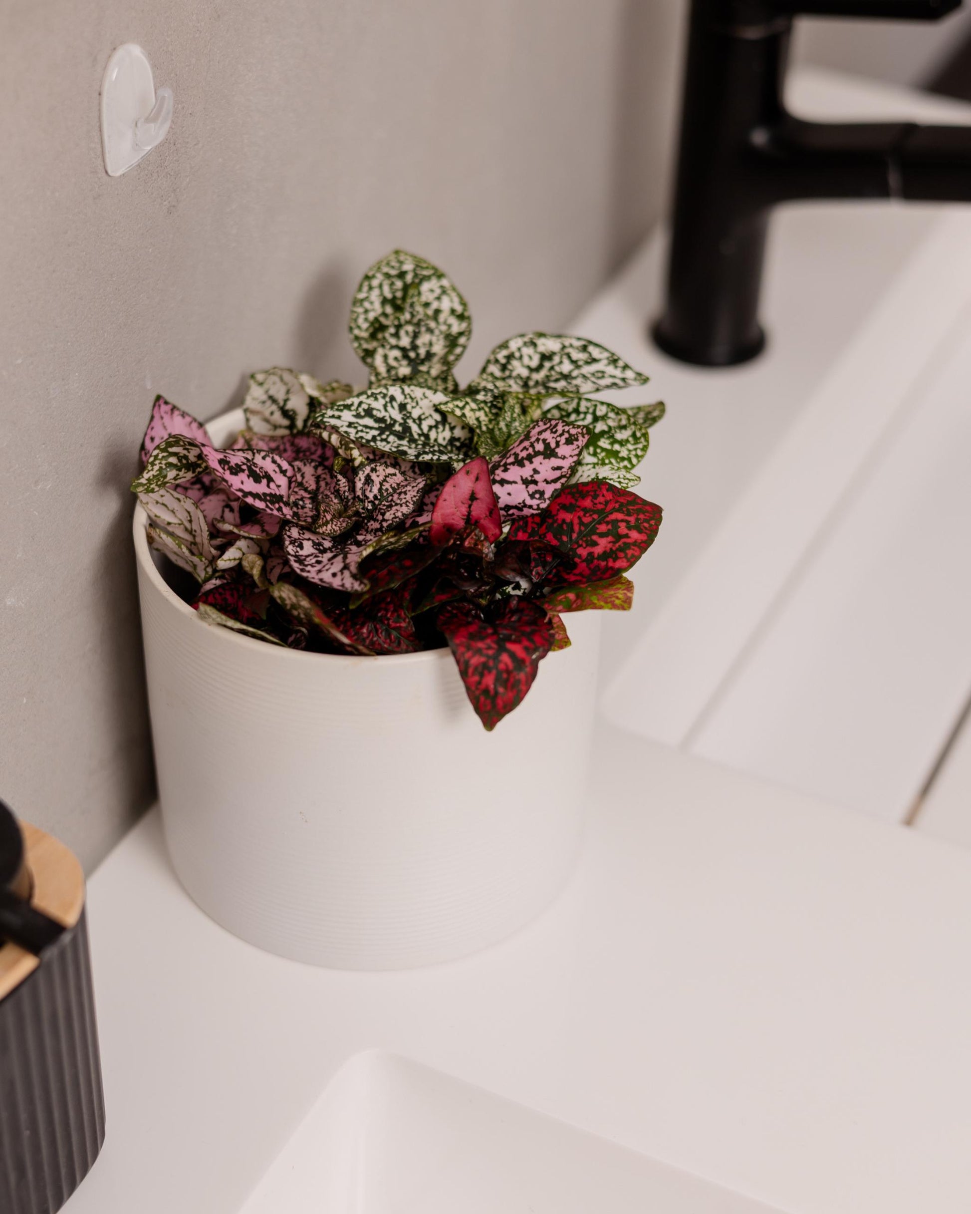 Punktblumen Set Hypoestes