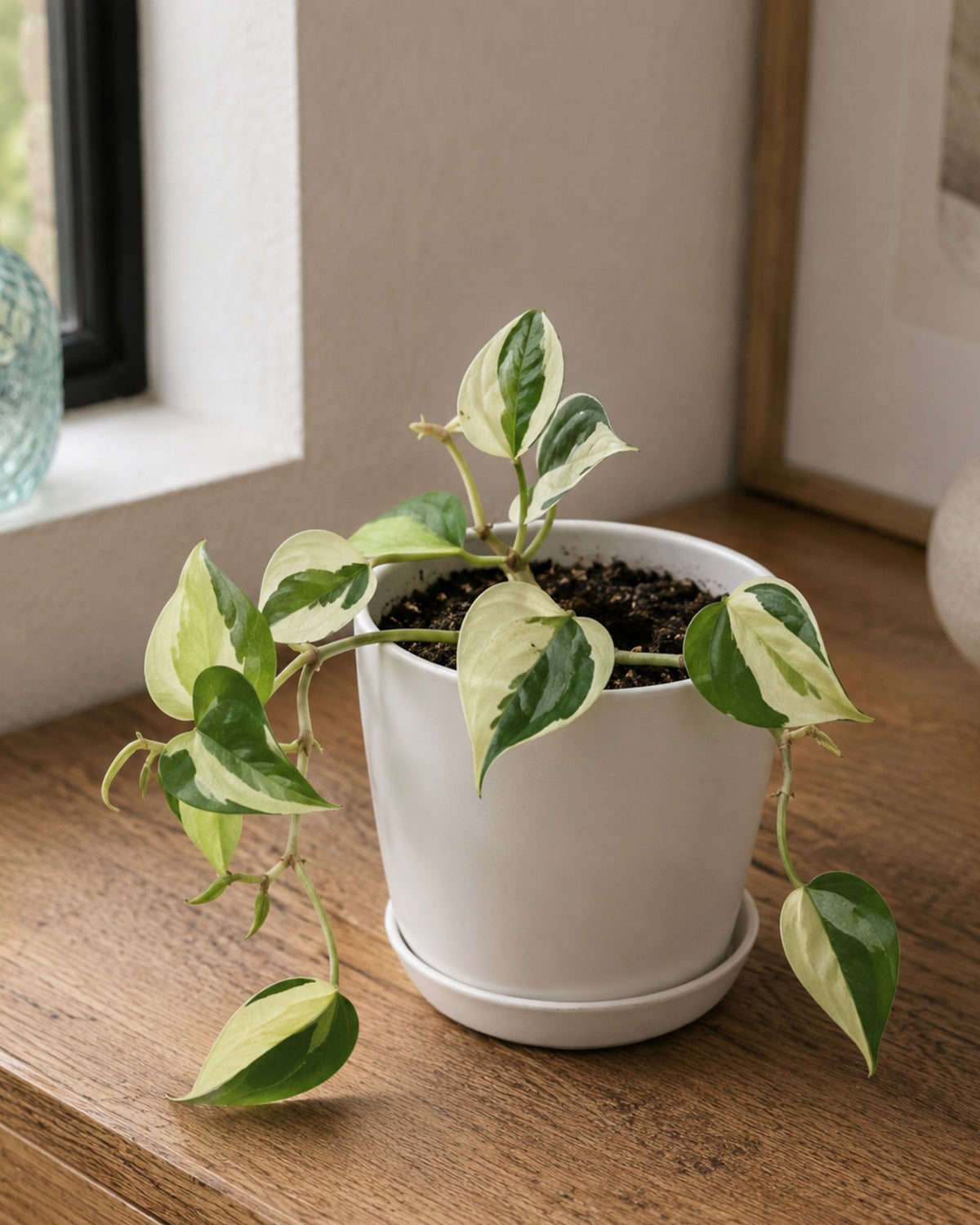 philodendron rio eingepflanzt