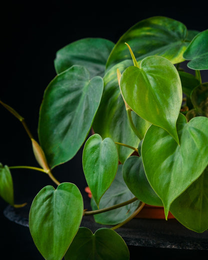 Philodendron scandens – Blätter Nahaufnahme