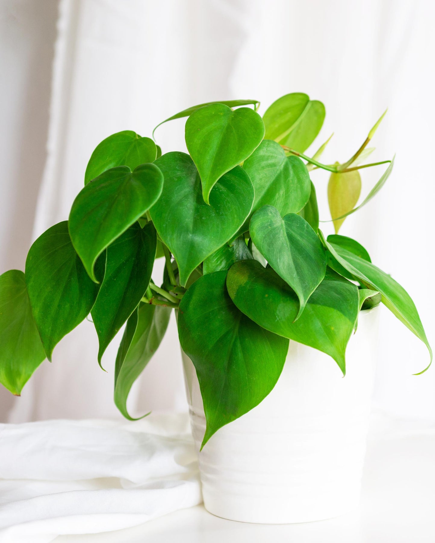 Philodendron scandens – eingepflanzt im Topf (Beispiel)
