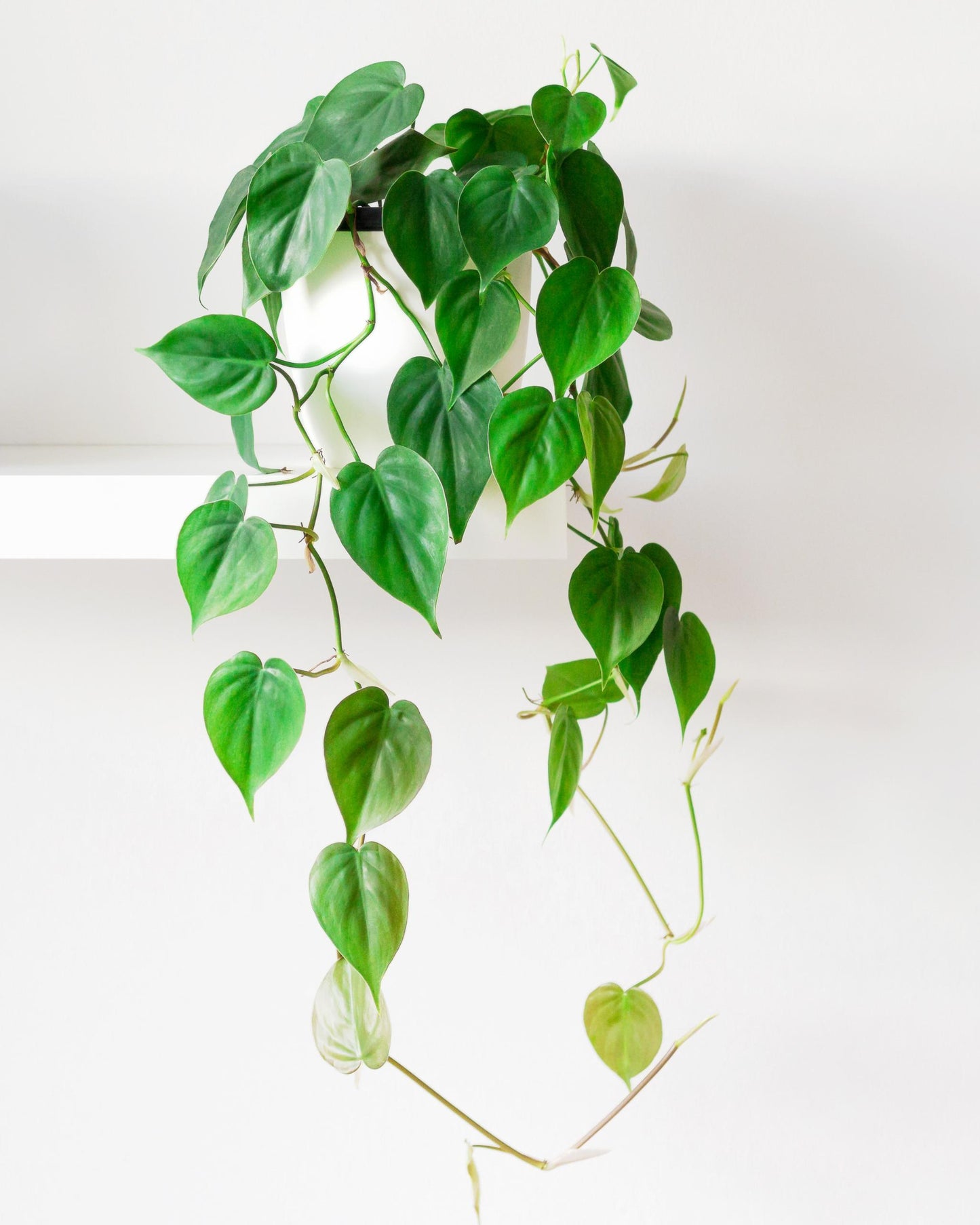 Philodendron scandens – eingepflanzt im Topf