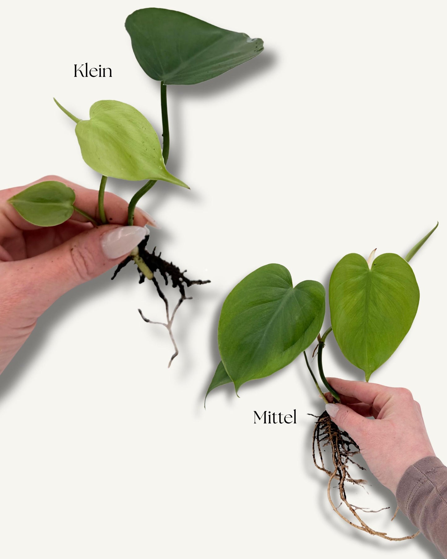 Philodendron scandens – Ableger in der Hand (Größenbeispiel)