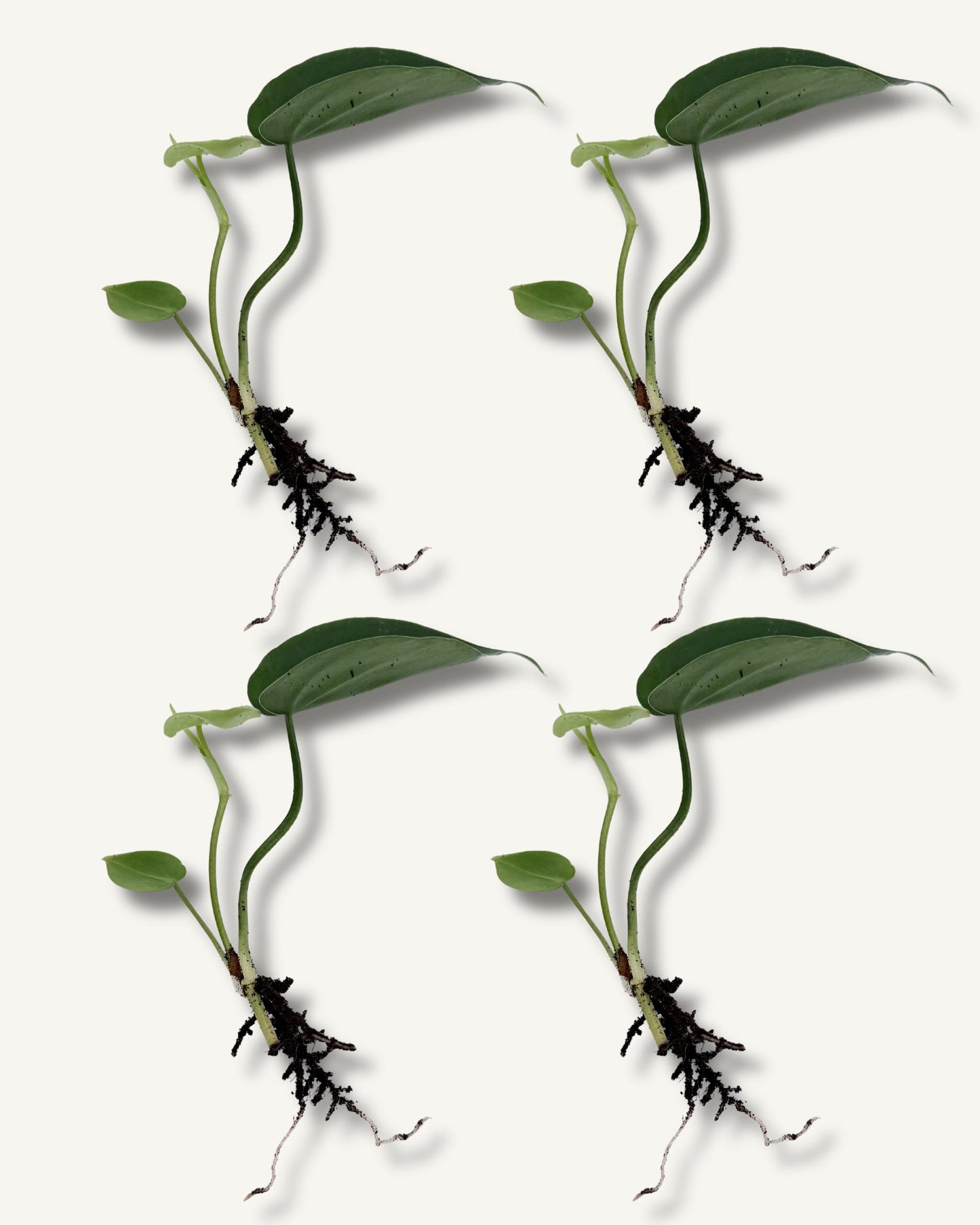 philodendron scandens ableger 4er set klein