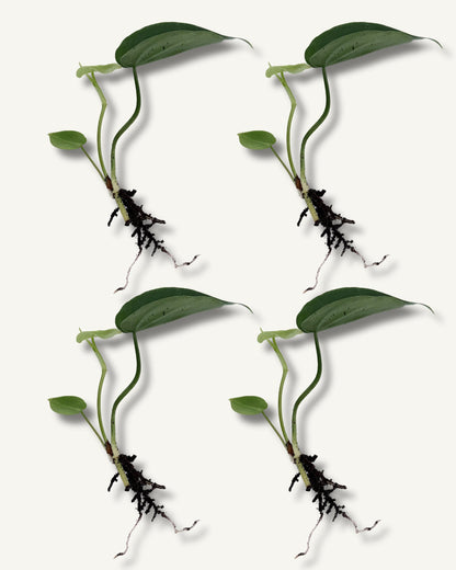 philodendron scandens ableger 4er set klein