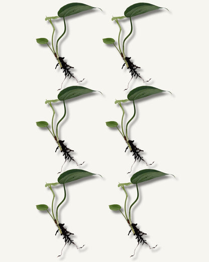 philodendron scandens ableger 6er set klein
