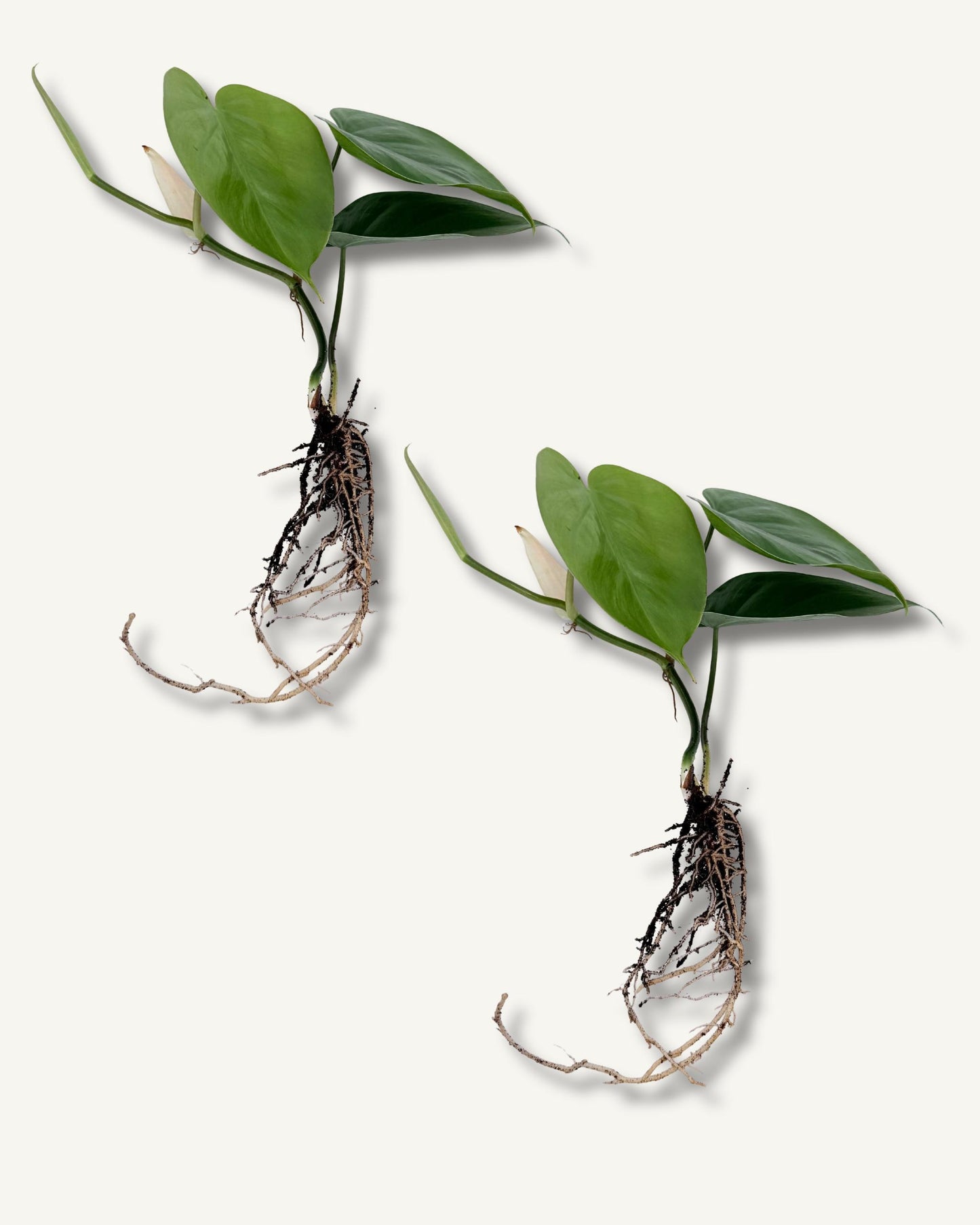 philodendron scandens ableger 2er set