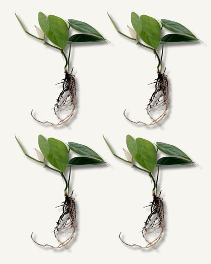 philodendron scandens ableger 4er set