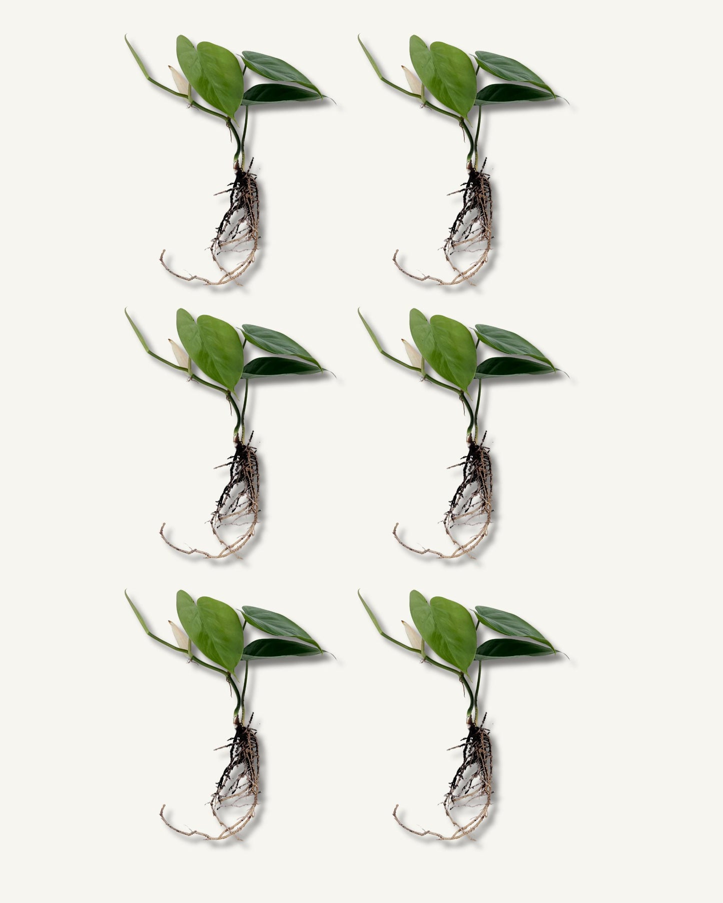 philodendron scandens ableger 6er set