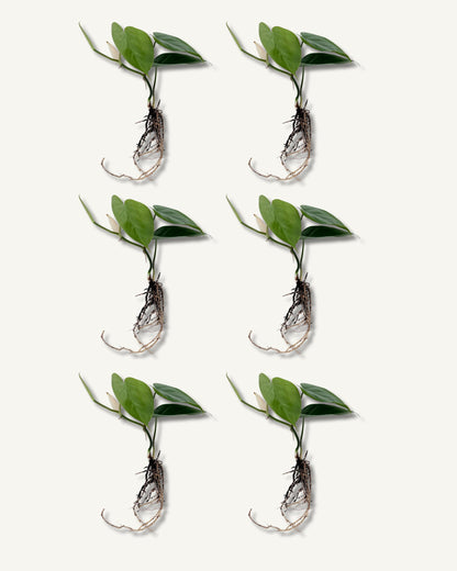 philodendron scandens ableger 6er set