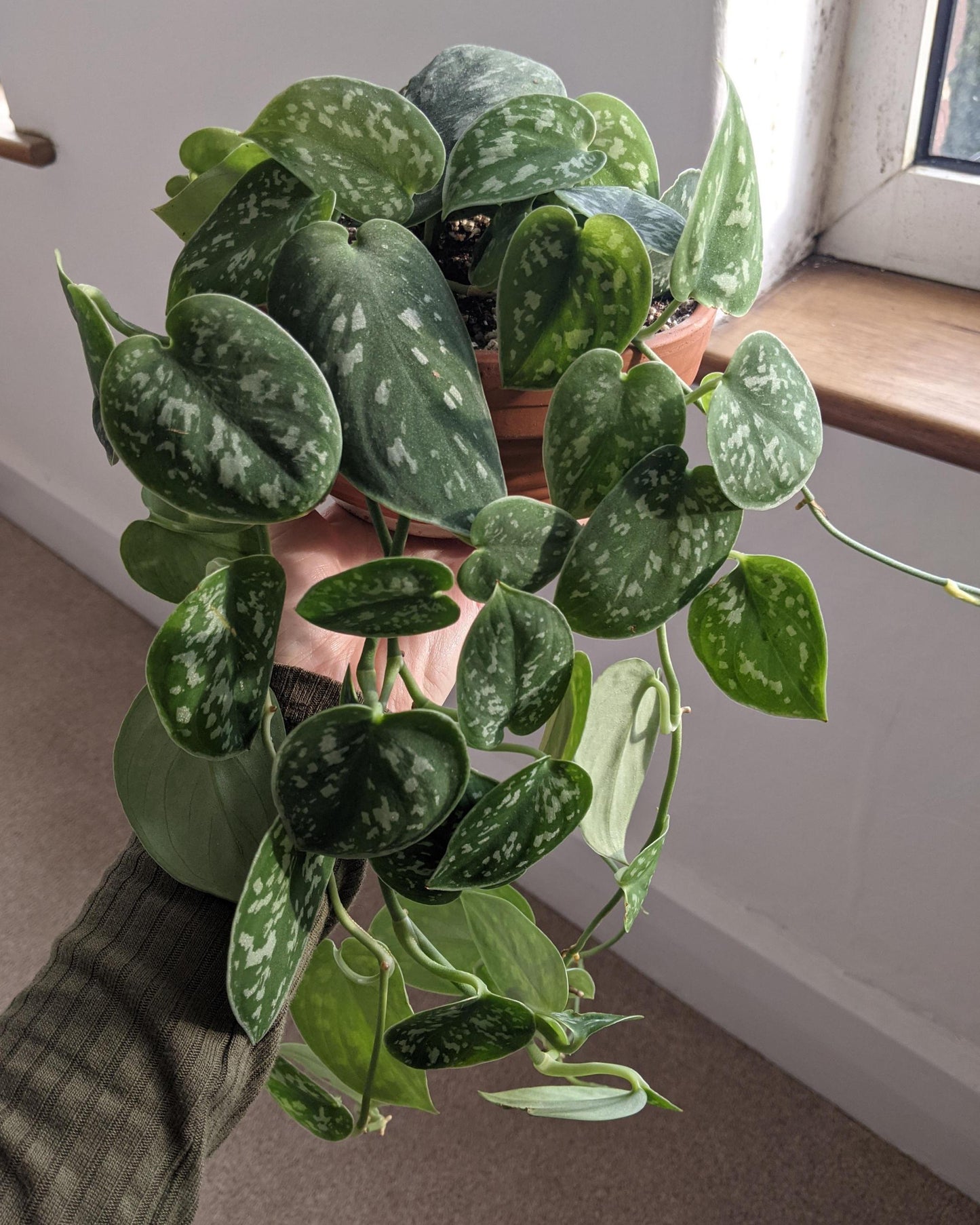 Scindapsus pictus ableger bewurzelt hängend