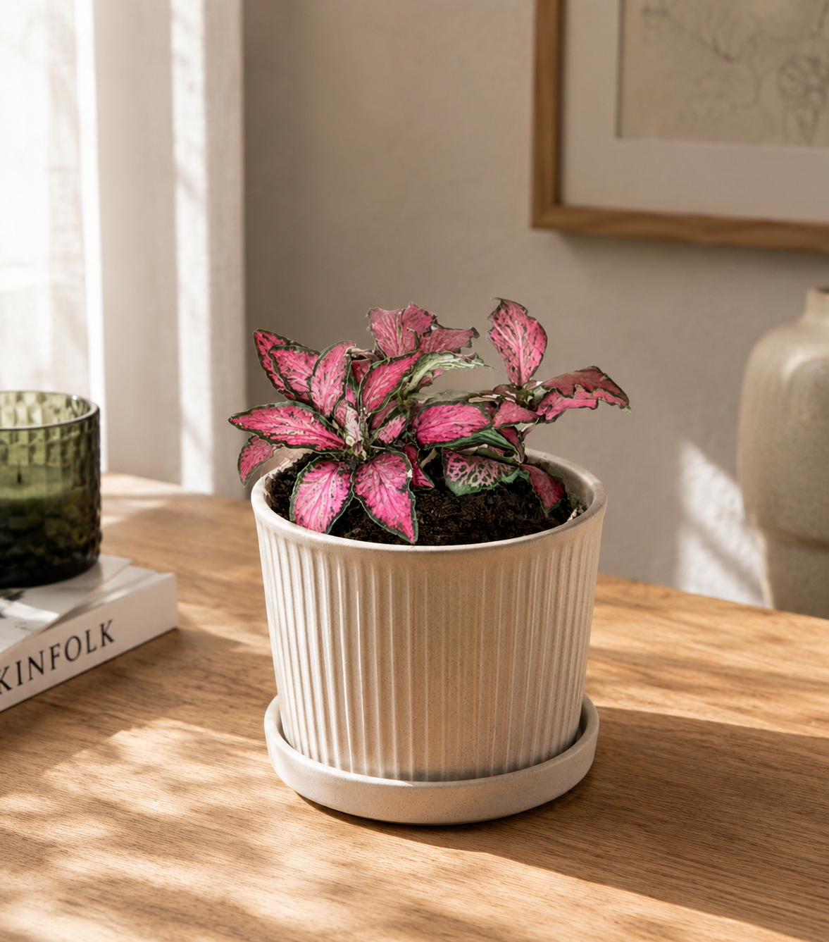 fittonia rot eingepflanzt deko