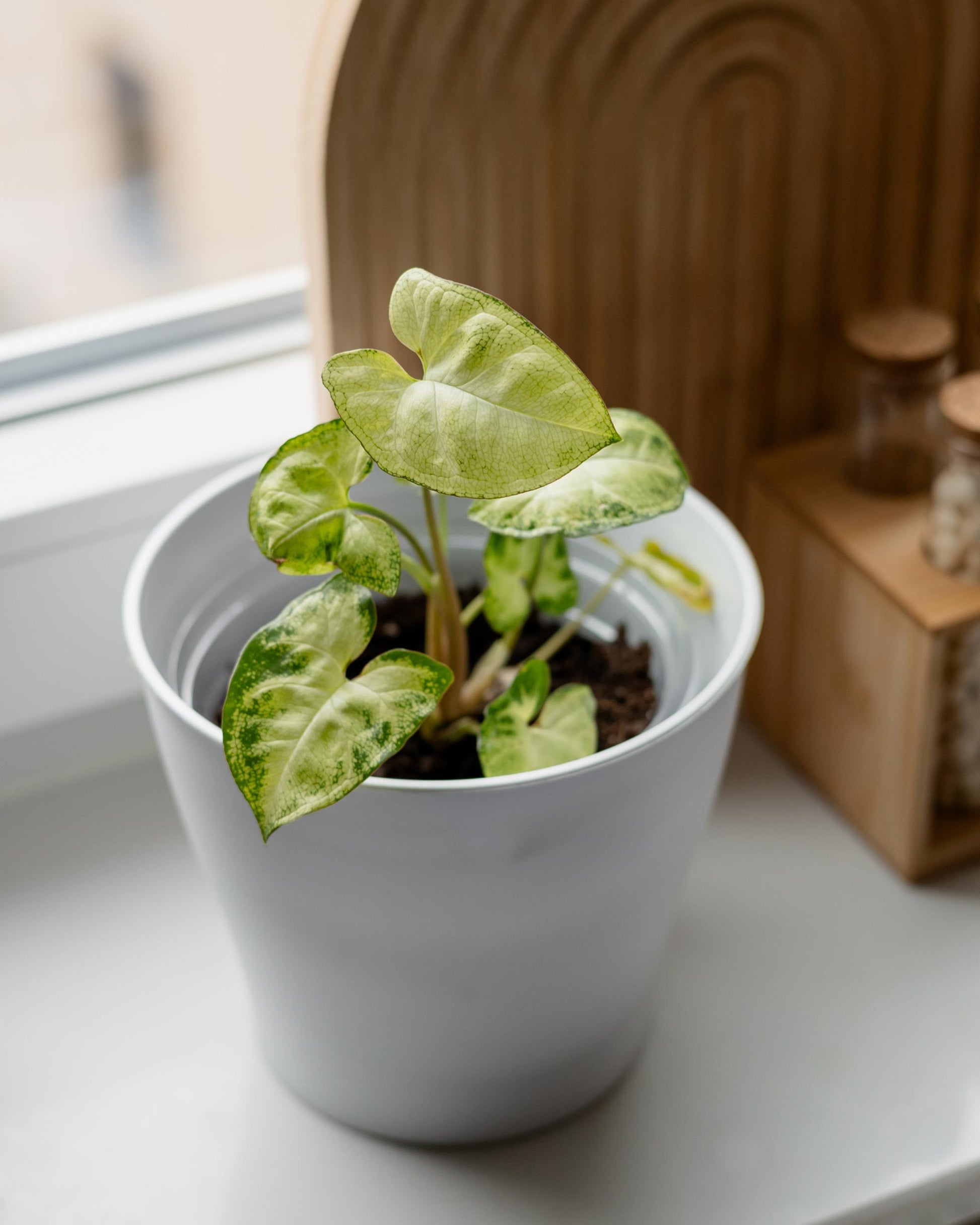 syngonium ableger im topf