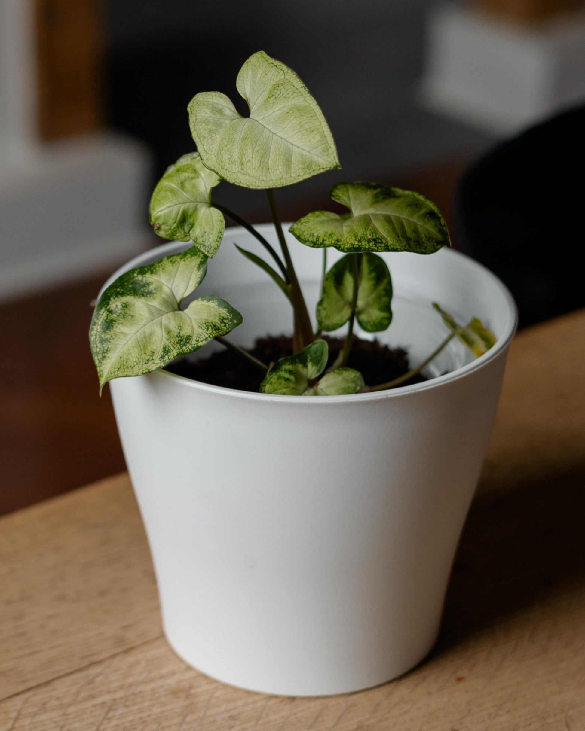 Syngonium nahaufnahme im topf