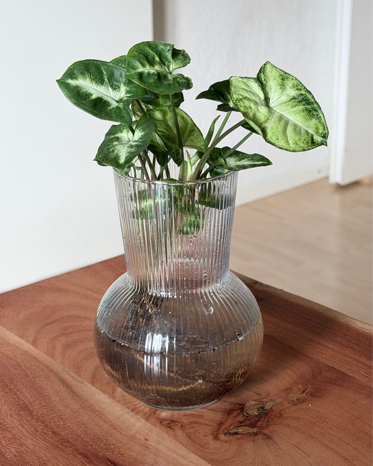 Hydrokultur  syngonium