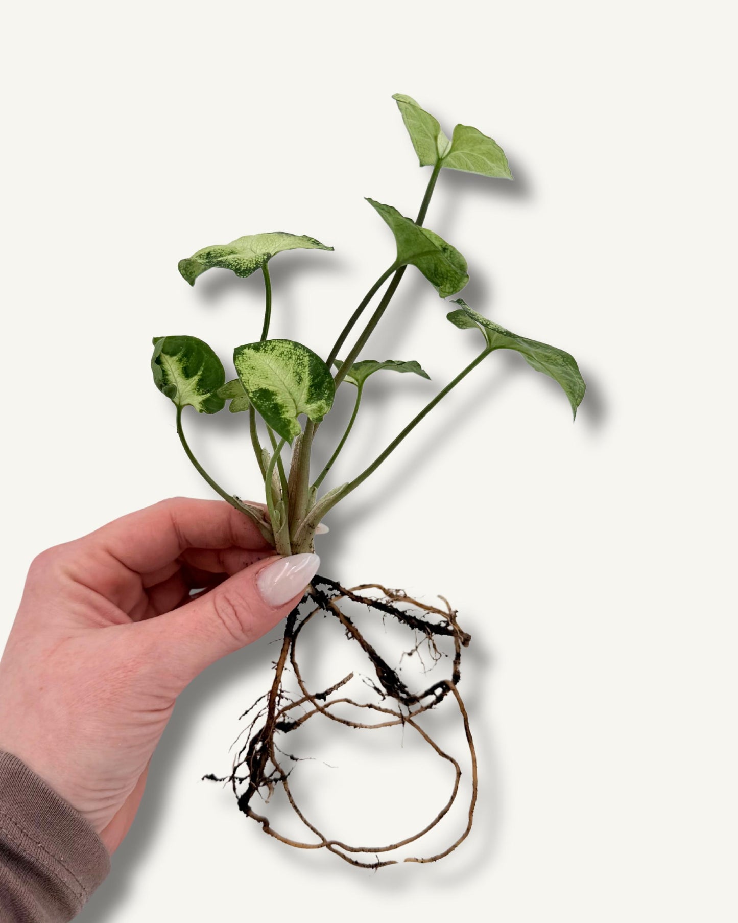 Syngonium – Ableger in der Hand (Größenbeispiel)