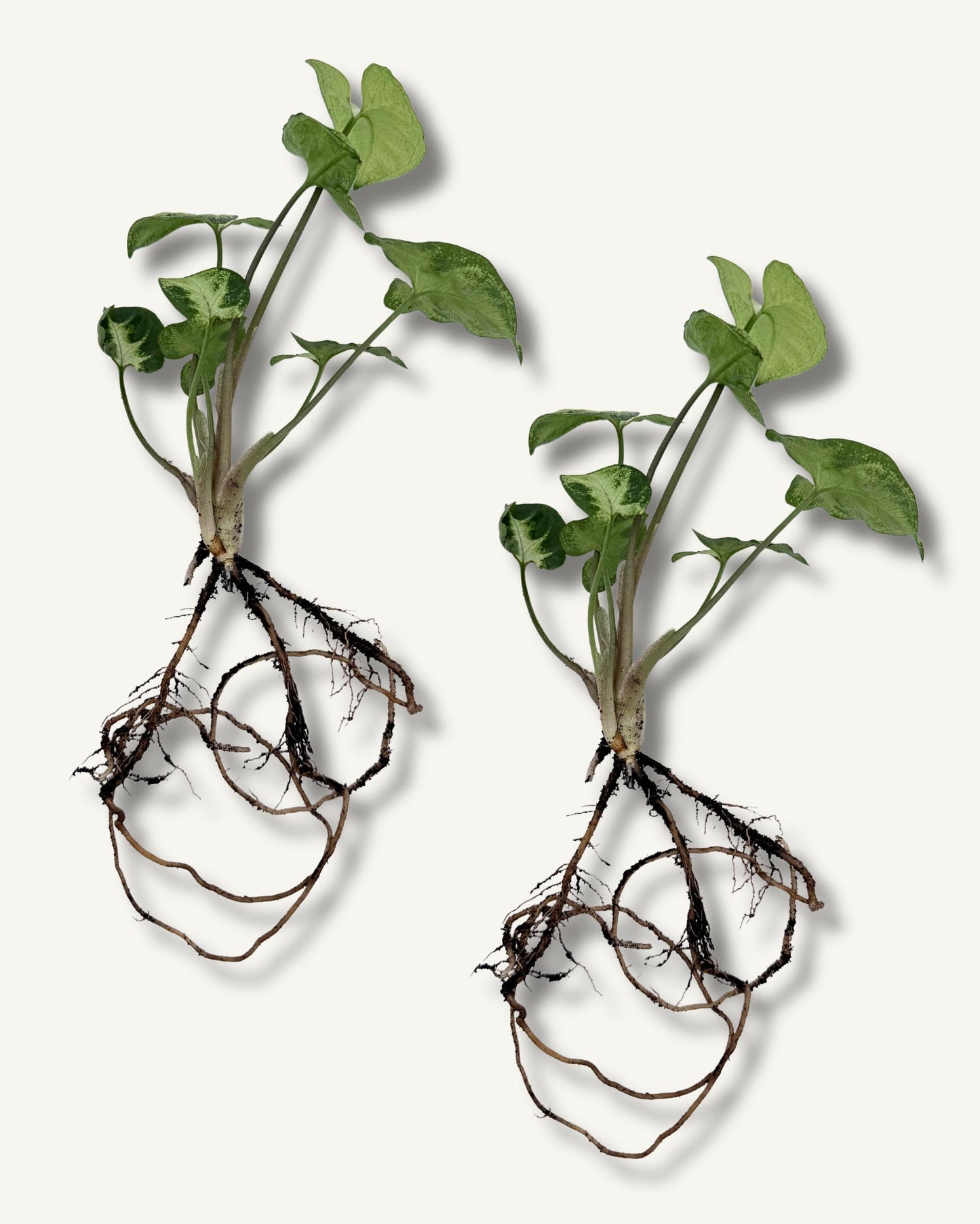 syngonium zimmerpflanzenableger 2er set