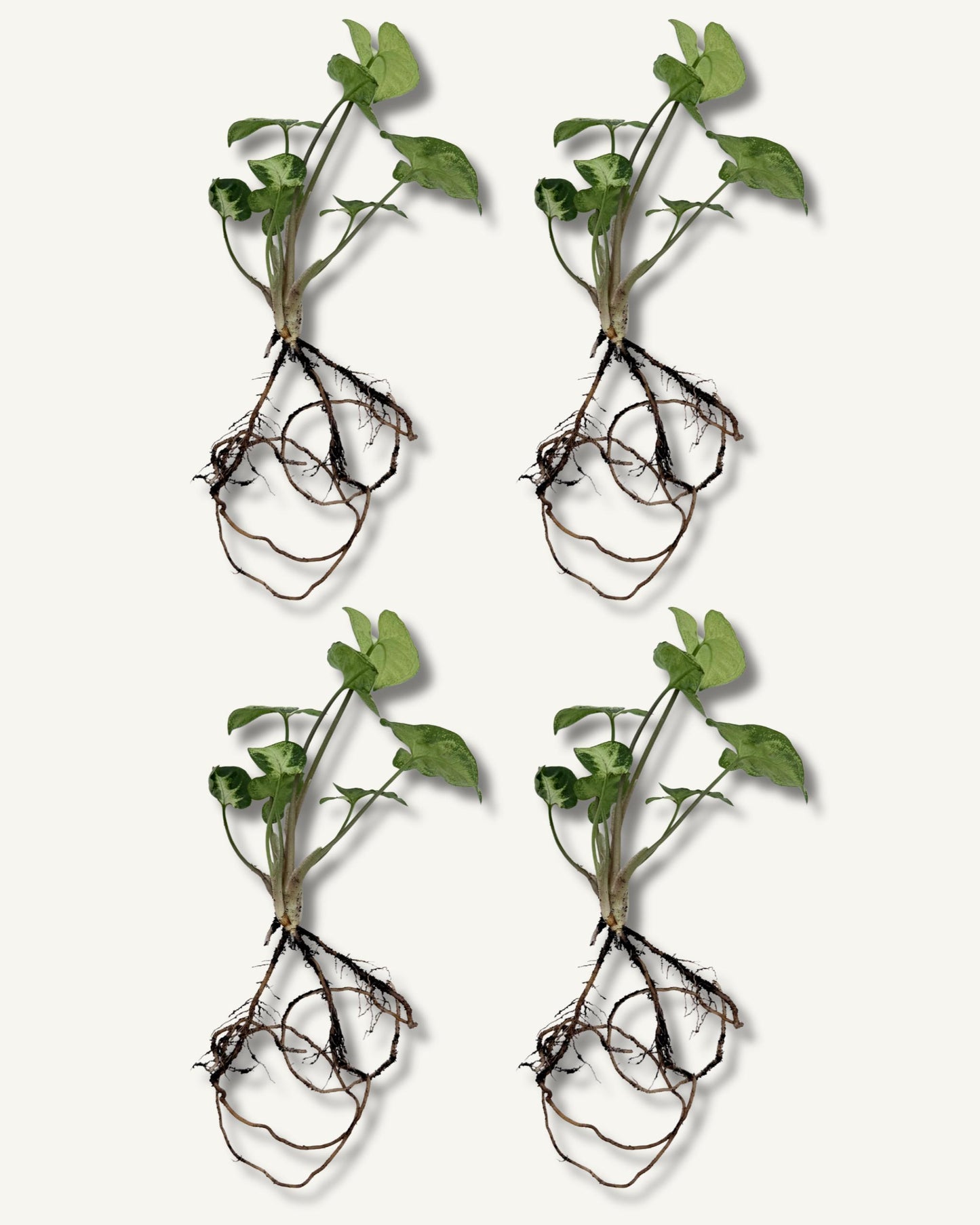 syngonium zimmerpflanzenableger 4er set