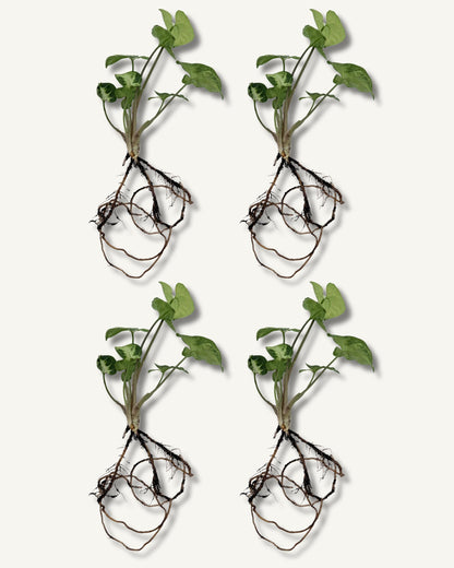 syngonium zimmerpflanzenableger 4er set