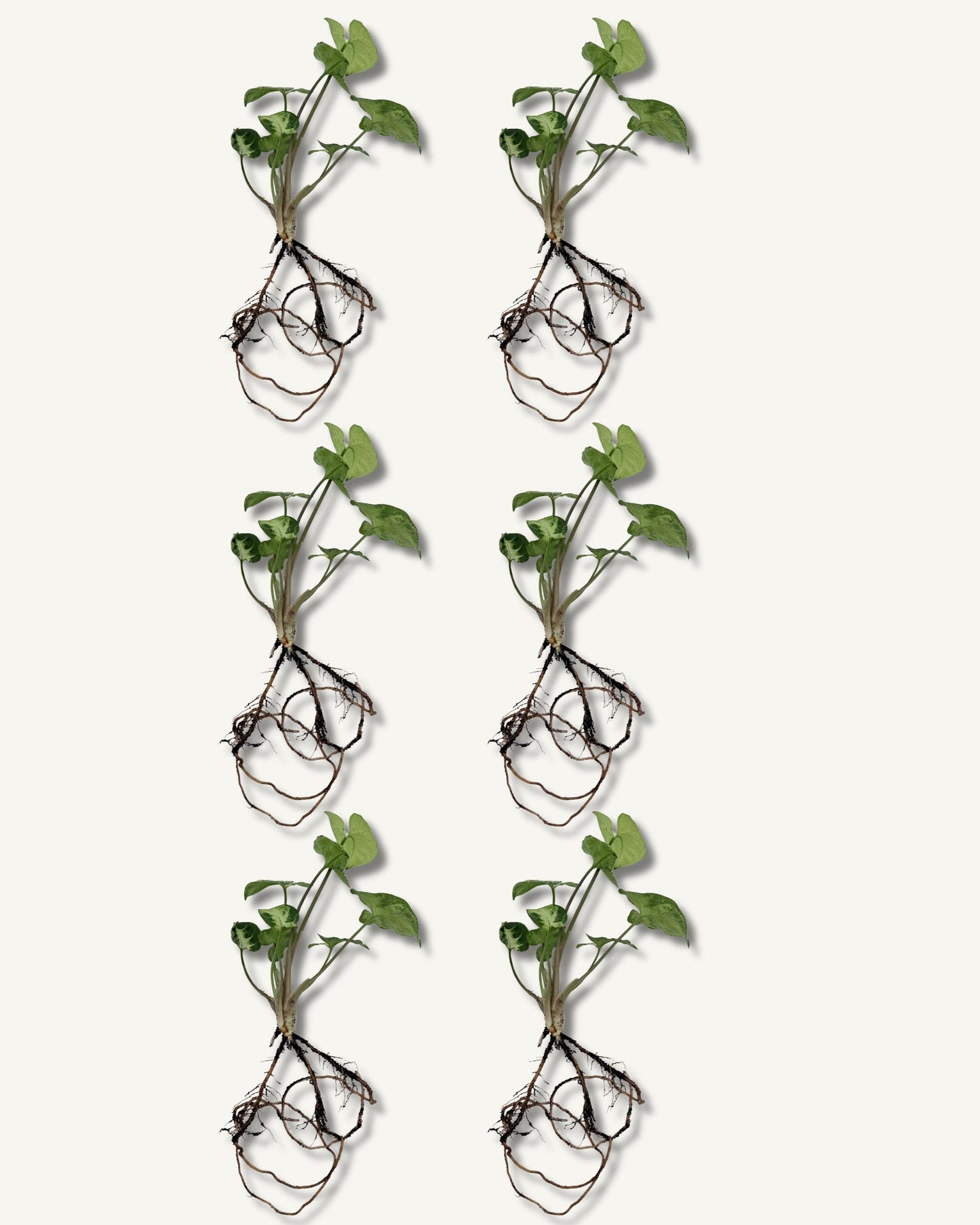 syngonium zimmerpflanzenableger 6er set