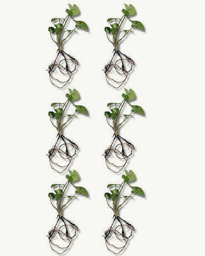 syngonium zimmerpflanzenableger 6er set
