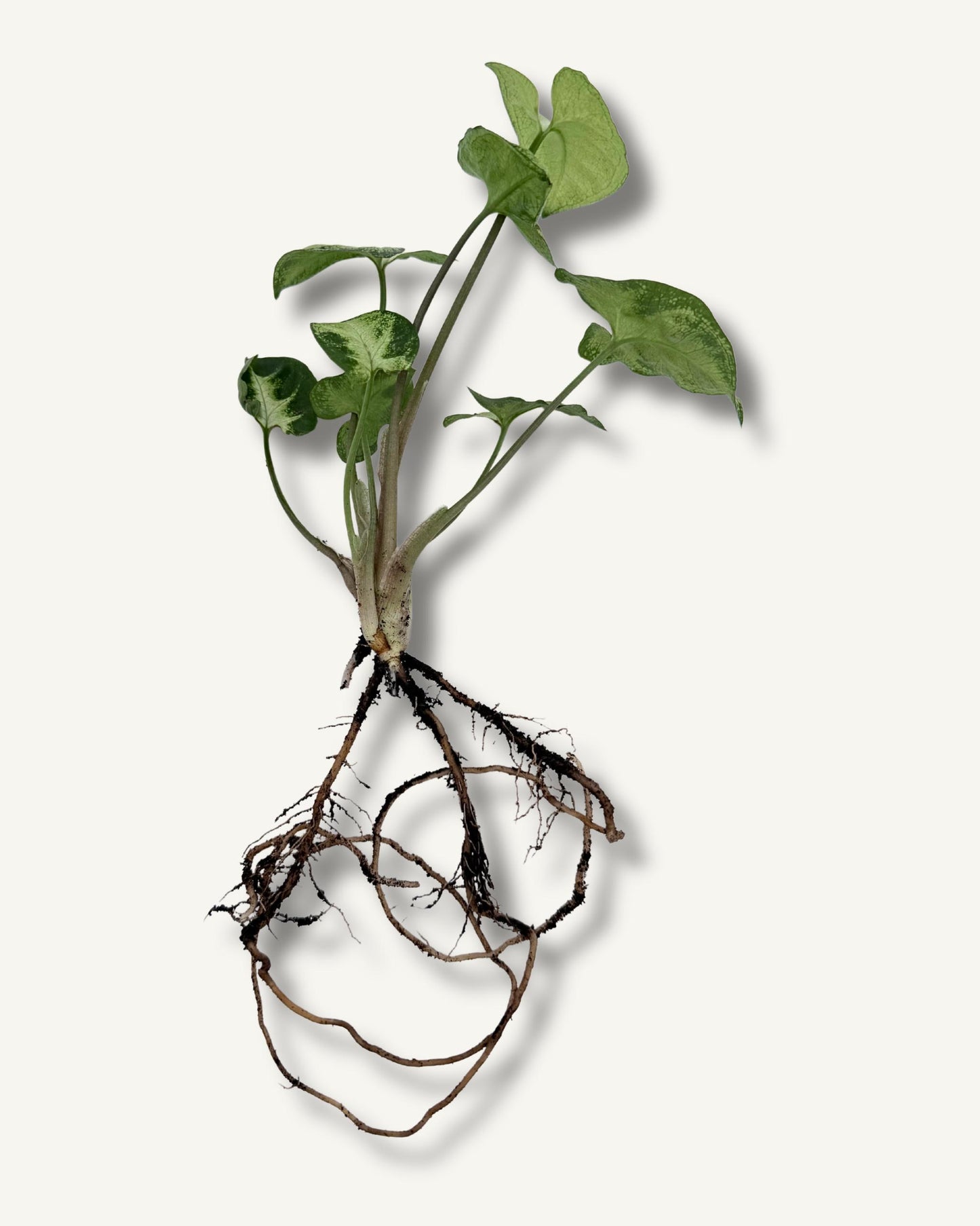 Syngonium (Syngonium podophyllum) – bewurzelter Ableger