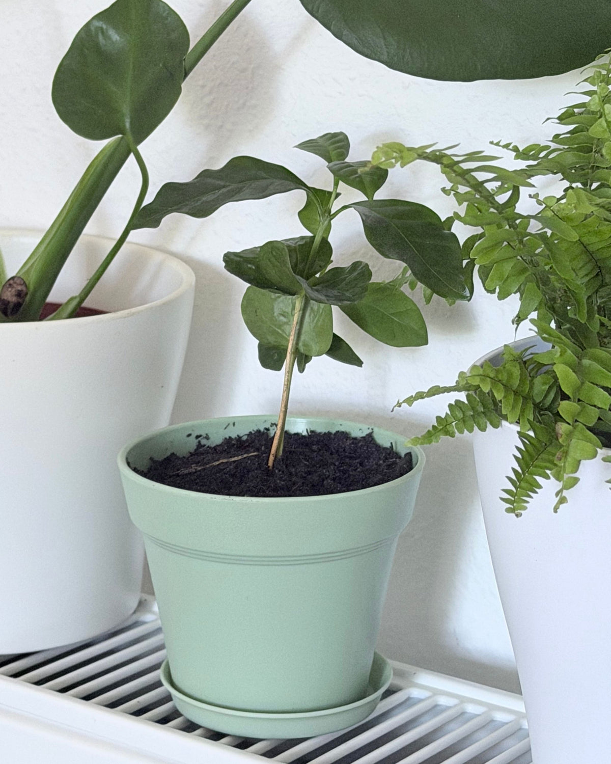Kleiner Topf in Mint