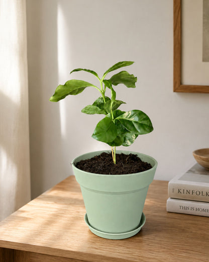 kleiner topf in mint mit kaffeepflanze